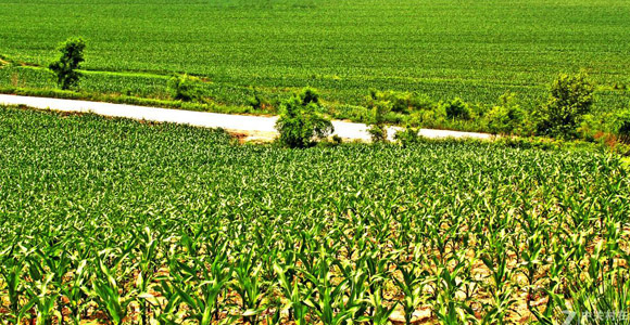 教你如何識(shí)別真假肥料！